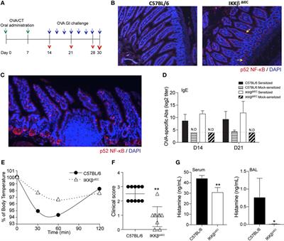 Intestinal Epithelial Cells Regulate Gut Eotaxin Responses and Severity of Allergy